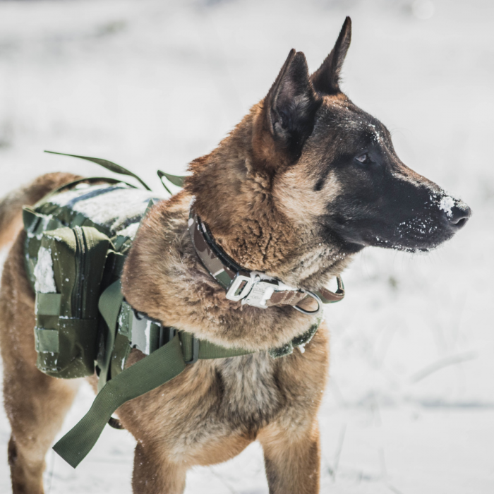 Hondentuig Camouflage - Verstelbaar - Diverse Maten