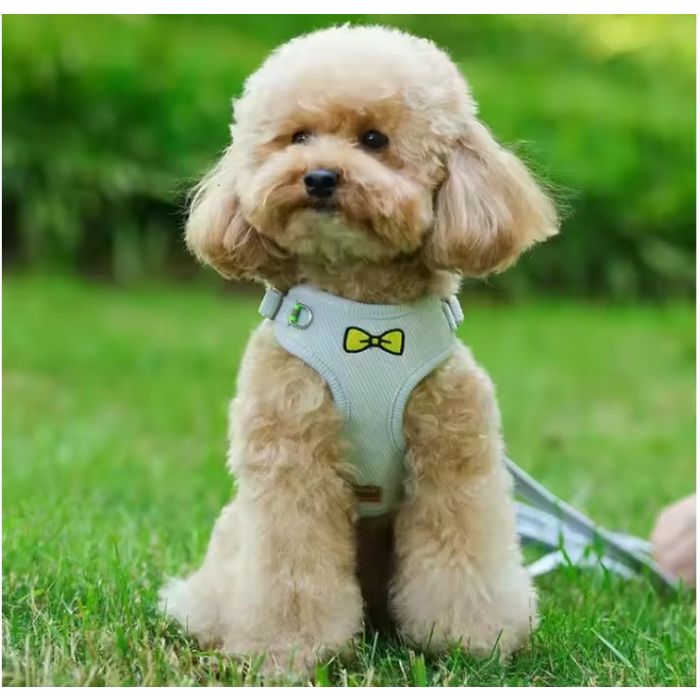 Soft pluche Hondentuigje + looplijn - Comfort - Blauw